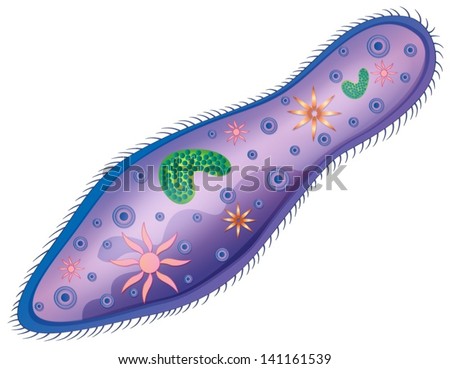 Illustration of the paramecium