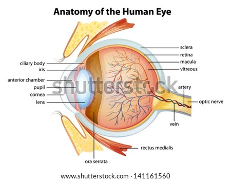 Illustration of the human eye anatomy Foto d'archivio © 