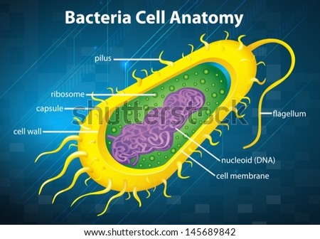 Illustration Of The Bacteria Cell Structure - 145689842 : Shutterstock