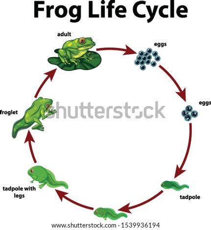 Life Cycle Of A Frog Drawing | Free download on ClipArtMag