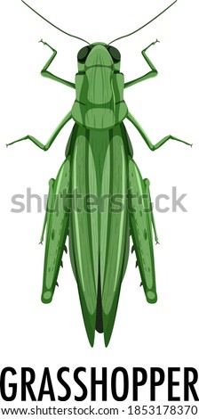 Grashopper, Carapace : The External Anatomy Of An Insect ...