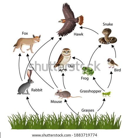 Food Chain concept diagram illustration