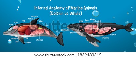 Internal Anatomy of Marine Animals (Dolphin vs Whale) illustration