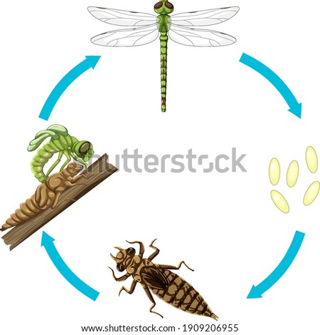 Life cycle of dragon fly on white background illustration