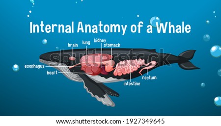 Internal Anatomy of a Whale with label illustration
