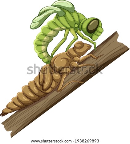 A dragonfly (Molt Stage) on white background illustration