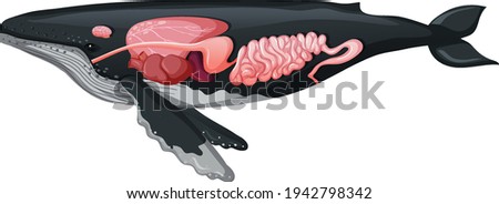 Internal Anatomy of a Whale isolated on white background illustration