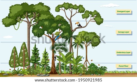 Layers of a Rainforest with name illustration
