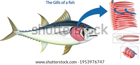 Diagram showing the grills of a fish illustration Сток-фото © 