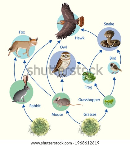 Food Chain Clipart | Free download on ClipArtMag