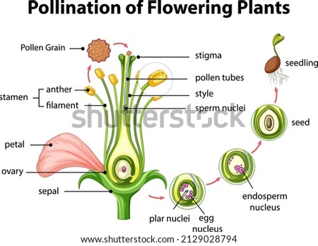 Diagram of pollination of flowering plants illustration