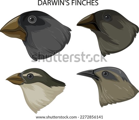 Set of mix finches bird illustration