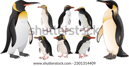 Set of penguins in different species illustration