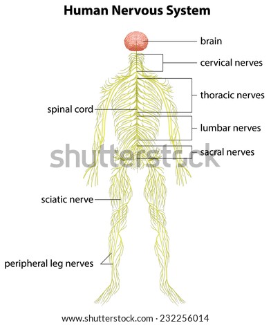 An Image Showing The Human Nervous System Stock Vector 232256014 ...