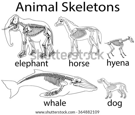 free vector horse skeleton download free vector art stock