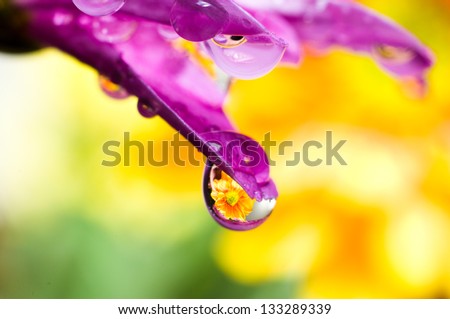Flowers reflected in rain drops