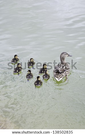 Duck with ducklings on pond water, nature and maternity