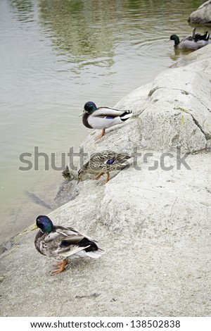 Duck Pond with water and sand, animals and nature