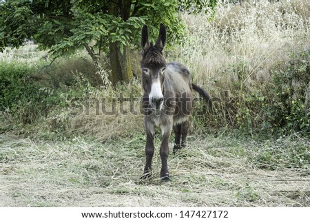 Donkey in nature outdoor with expressive look, animals