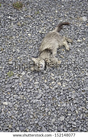 Stretching tabby cat on the street, and animal neglect