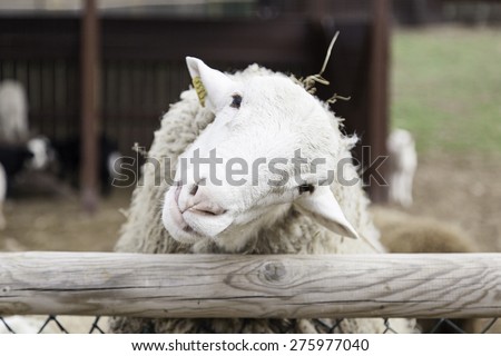 White sheep in rural farm, animals and nature