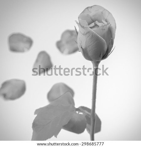 beautiful rose flower soft black and white color tone style