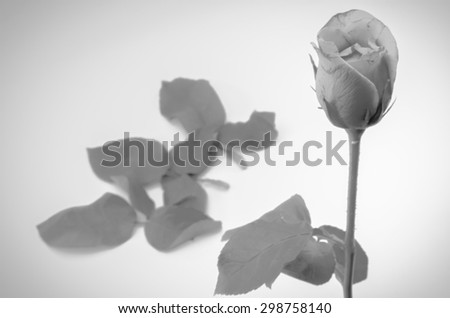 beautiful rose flower soft black and white color tone style