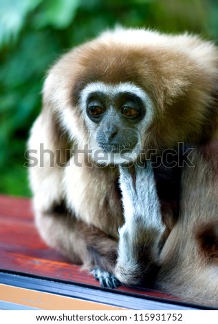 Very sad gibbon in the cage
