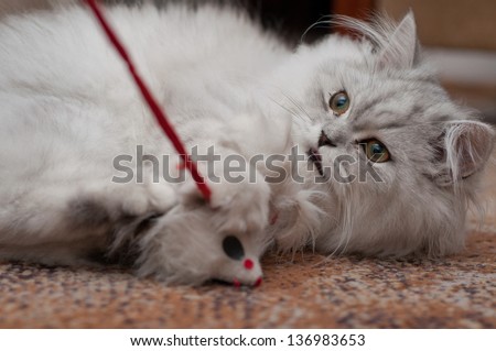 white persian cat playing with mouse toy