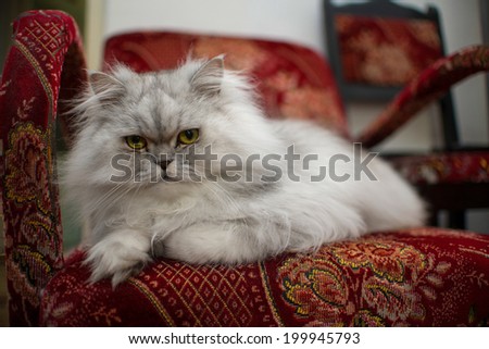 white persian cat close-up on chair