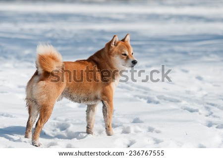 dirty shiba inu dog on snow