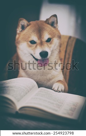 vintage photo of shiba inu dog with book