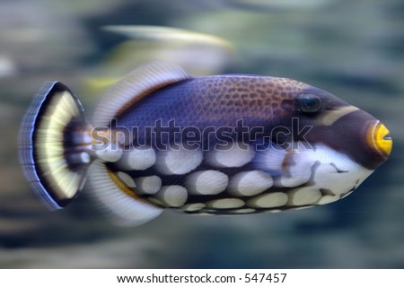 fast swimming fish