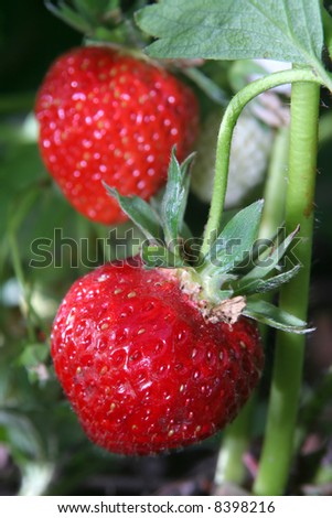 Strawberries in garden with green leaves detail view