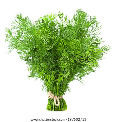 Dill herb closeup isolated on white background