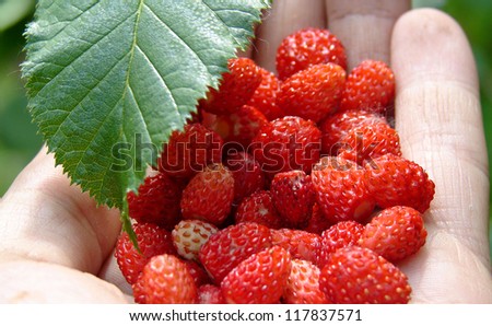 Wild berries in a palm wild strawberry
