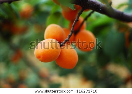 The long ripe apricot has hung all over the branch, is also an abundant harvest season./apricot/fruit