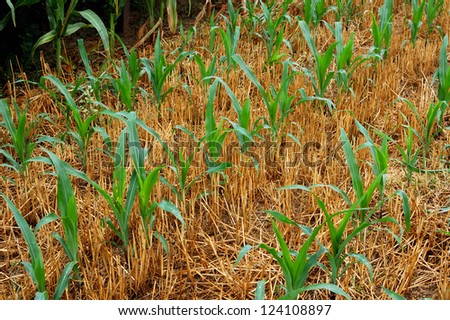 After the rain, the fields of corn seedlings thrive.