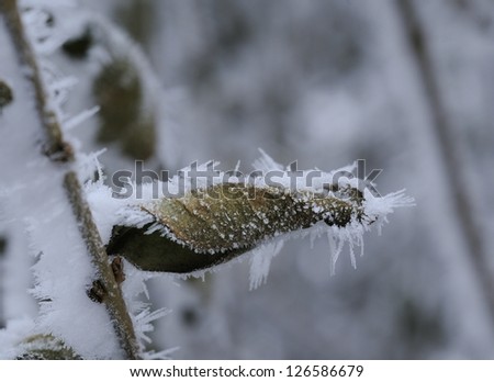 The next morning after the snow, rime phenomenon. The leaves of the plant are all beautiful ice crystals.