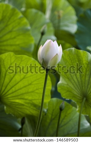 Pond, lush lotus, lotus bud will bloom soon.