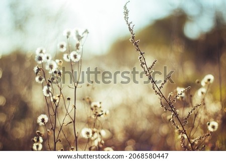 Similar – Image, Stock Photo dried up brown inflorescences with glittering snow hood and closed snow cover in the background