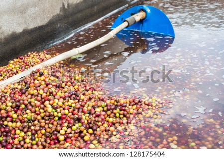 fresh coffee beans, washing in pool , wet process, wet method