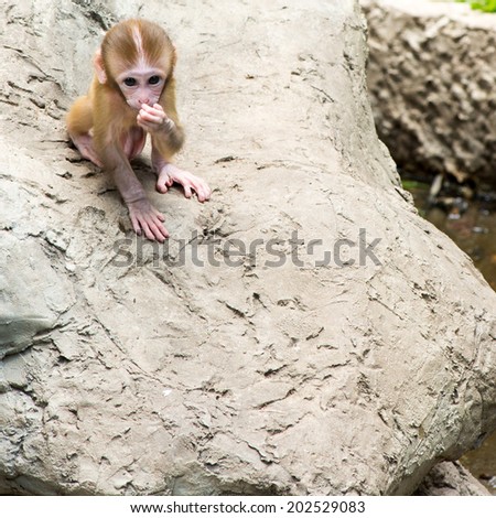 The monkey baby with the space on the rock