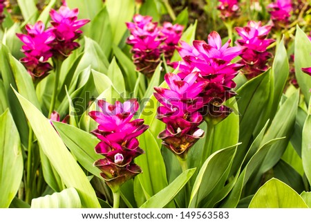 siam tulip or curcuma chiangmai Thailand