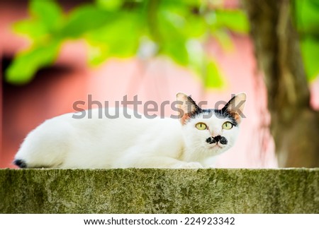 white cat lie down on fence
