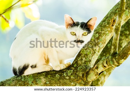white cat lie down on tree