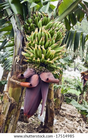 Bunch of bananas in banana plantation, Pico Island, Azores, Portugal
