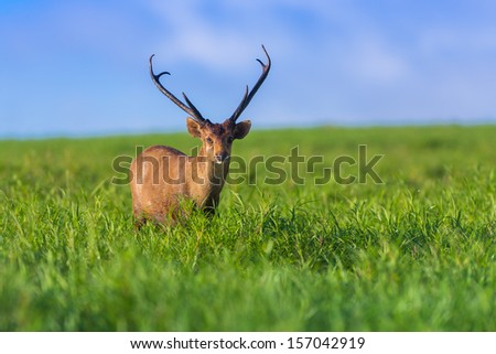 Male hog deer stand alone on grassland