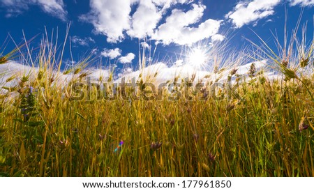 Wheat rice plantation field with sun star blue sky