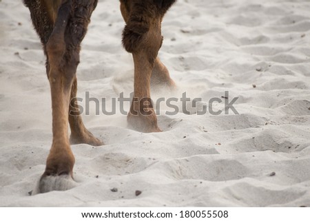 Camel\'s leg and foot walking on desert